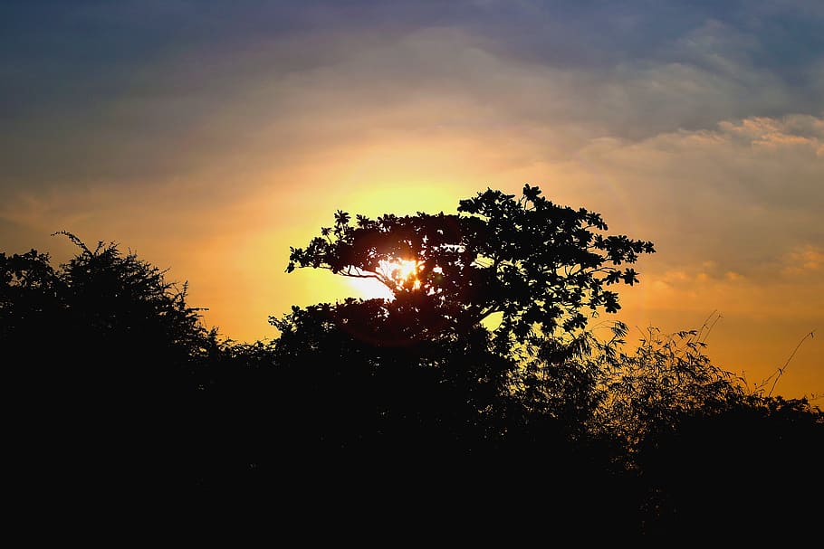 trees, nature, forest, birds, clouds, travel, hiking, leaves HD wallpaper
