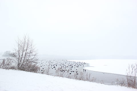 river beside leafless trees, nature, snow, outdoors, storm, blizzard HD wallpaper