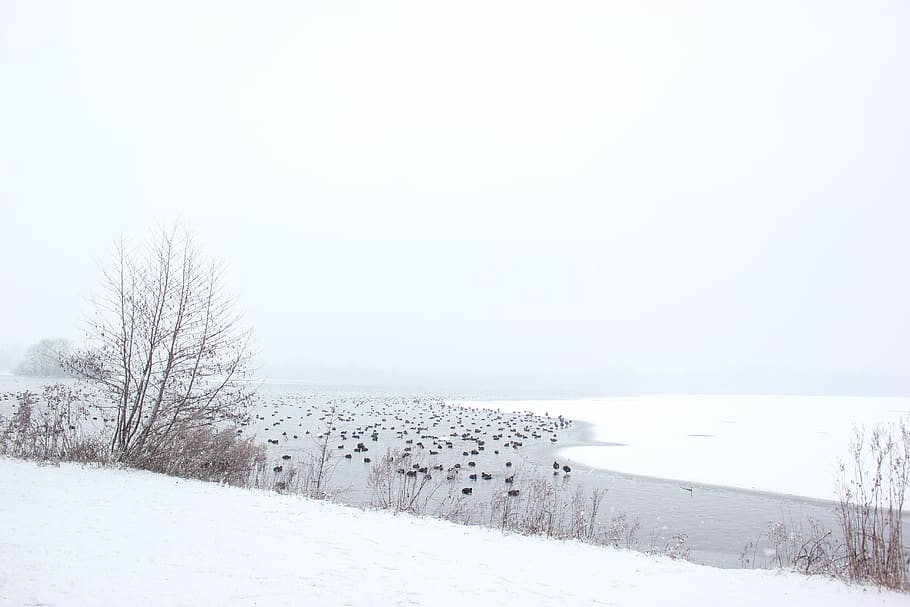 river beside leafless trees, nature, snow, outdoors, storm, blizzard HD wallpaper
