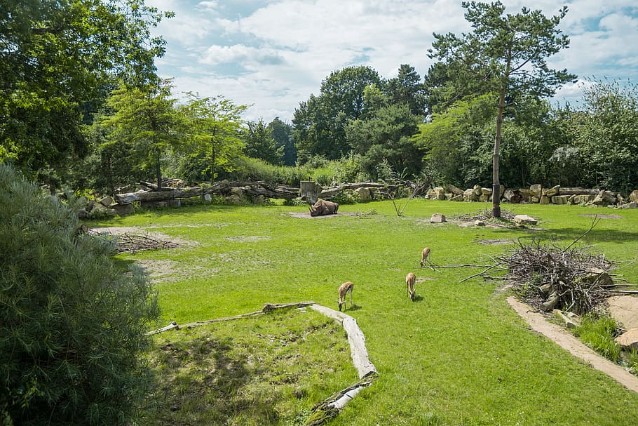 tree, trees, animals, summer, green, forest, zoo, plant, green color HD wallpaper