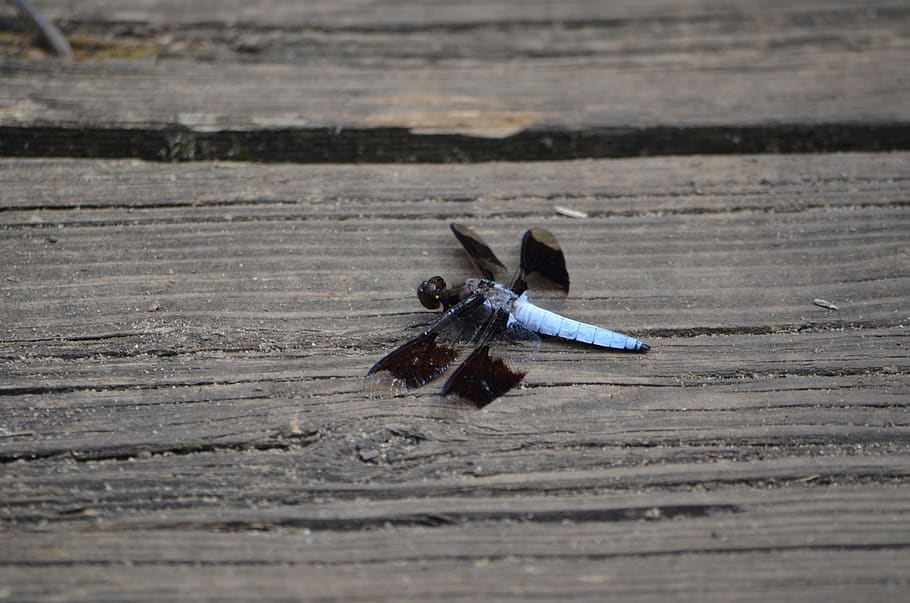 dragonfly, bug, insect, blue, wing, wings, nature, summer, insects HD wallpaper