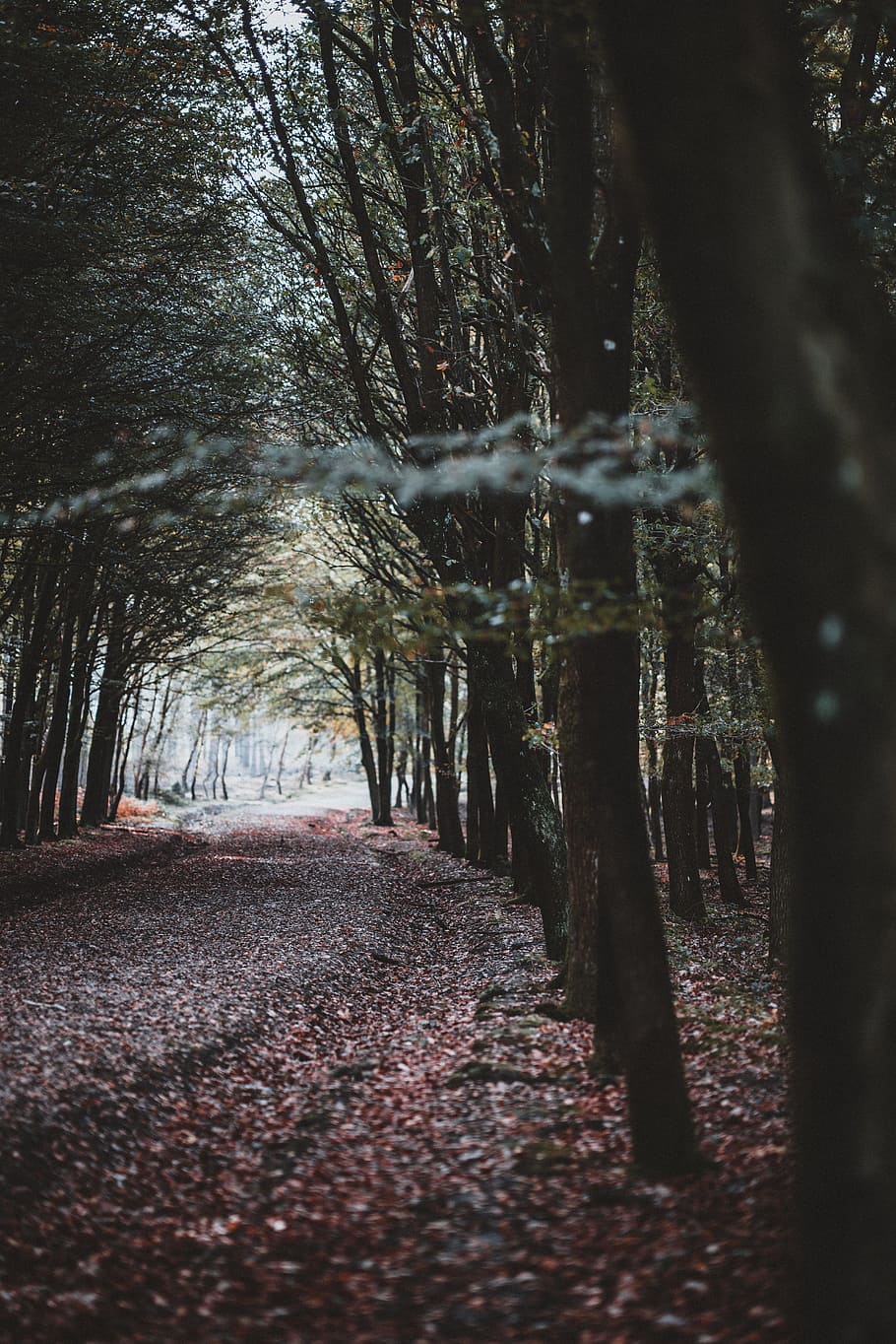 road between trees, path, perspective, adventure, journey, leaf HD wallpaper