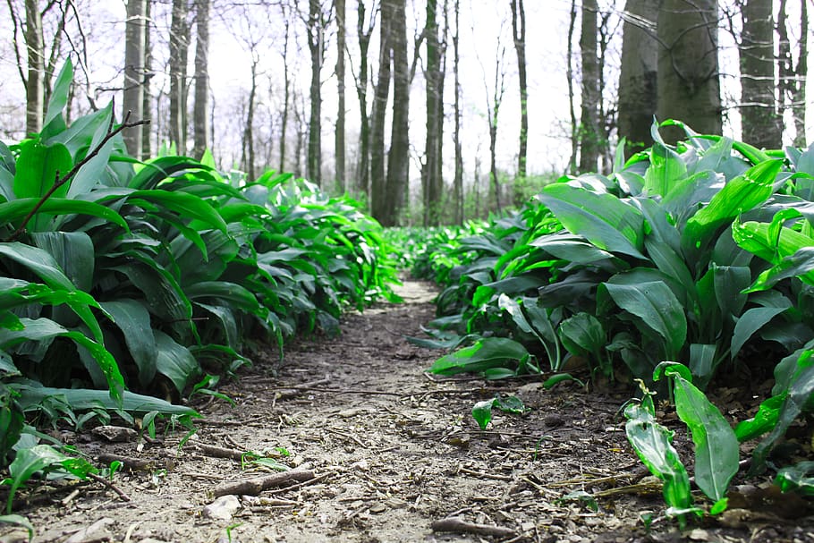 denmark, aarhus, nature, forest, leafs, scandinavia, grounds HD wallpaper