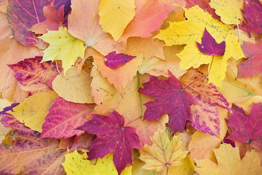 leave, leaf, autumn, fall, fallen, plant, nature, dry, plant part HD wallpaper