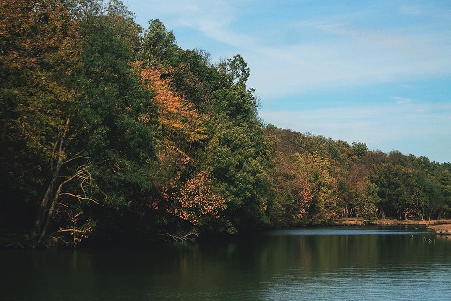 tree, river, nature, fall, water, lake, plant, beauty in nature HD wallpaper