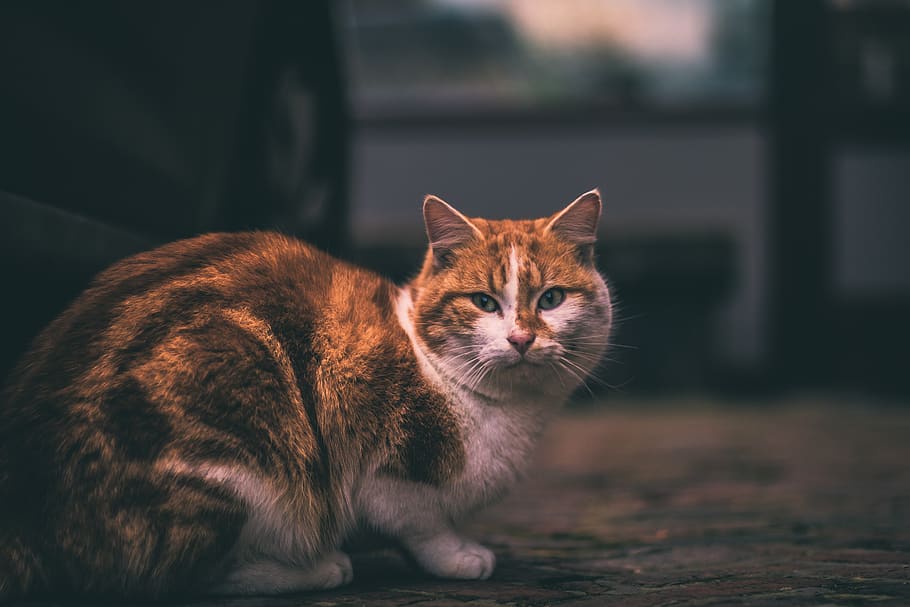 cat, domestic, mammal, pets, domestic cat, domestic animals HD wallpaper