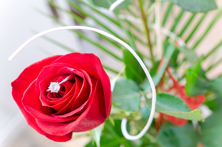 Red Rose Flower, anniversary, background, beautiful, bloom, blooming HD wallpaper