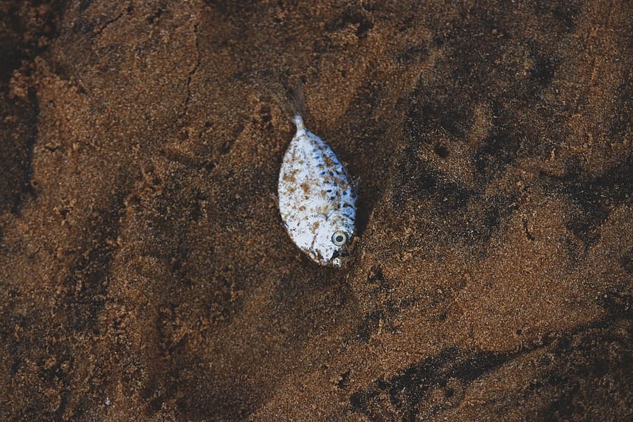 grey flat fish on sand, animal, animal themes, one animal, animal wildlife HD wallpaper
