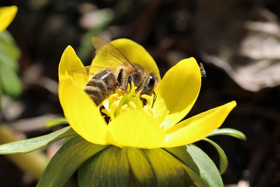 bee, winterling, spring, flowers macro, yellow, garden, flowering plant HD wallpaper