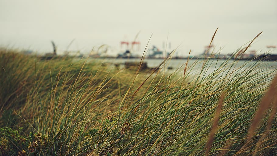 ireland, dublin, plant, growth, sky, grass, nature, focus on foreground HD wallpaper