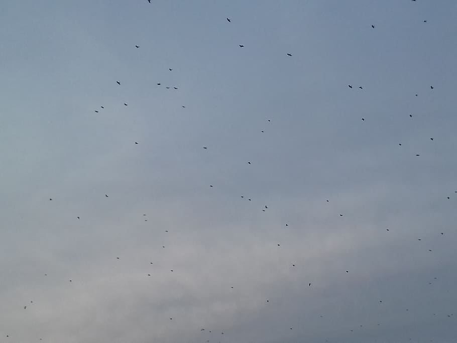 poland, torun, sky, flying, vertebrate, animal themes, animals in the wild HD wallpaper