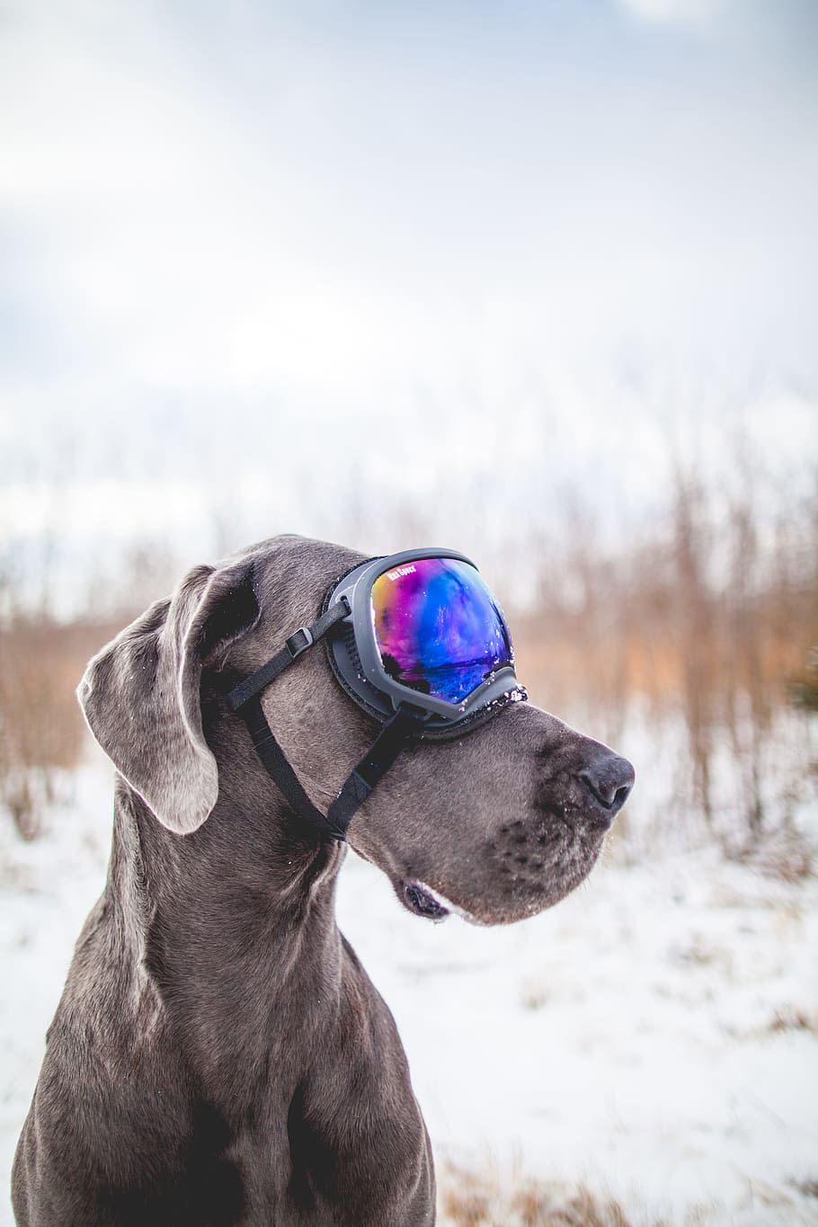gray dog wearing black snow goggles, dane, great dane, ski goggle