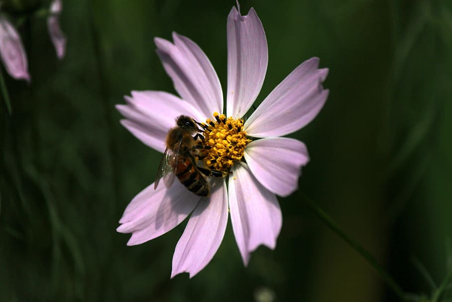 cosmos, bee, bug, flowers, summer, plants, nature, insects HD wallpaper