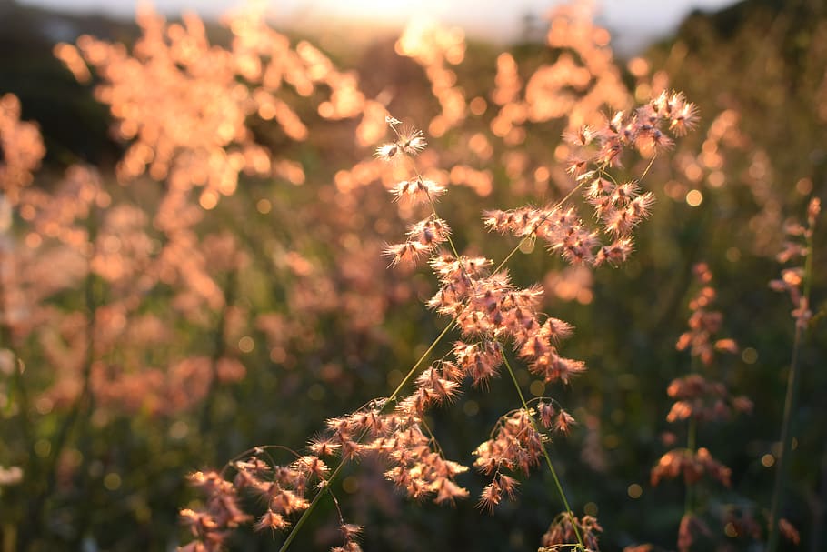 grass, background, wallpaper, golden, hour, summer, sunset HD wallpaper