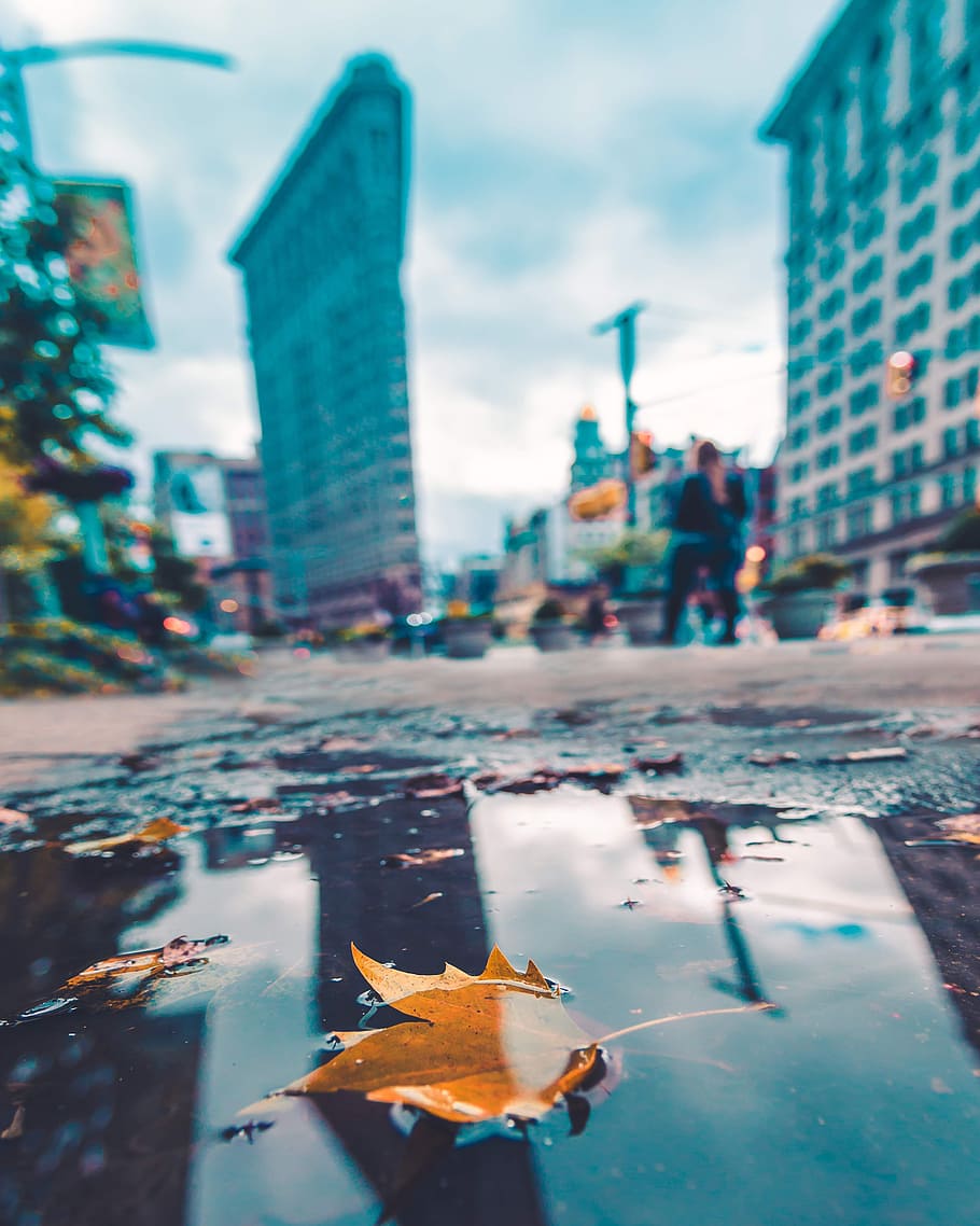 selective focus photo of maple leaf on road with body of water, HD wallpaper