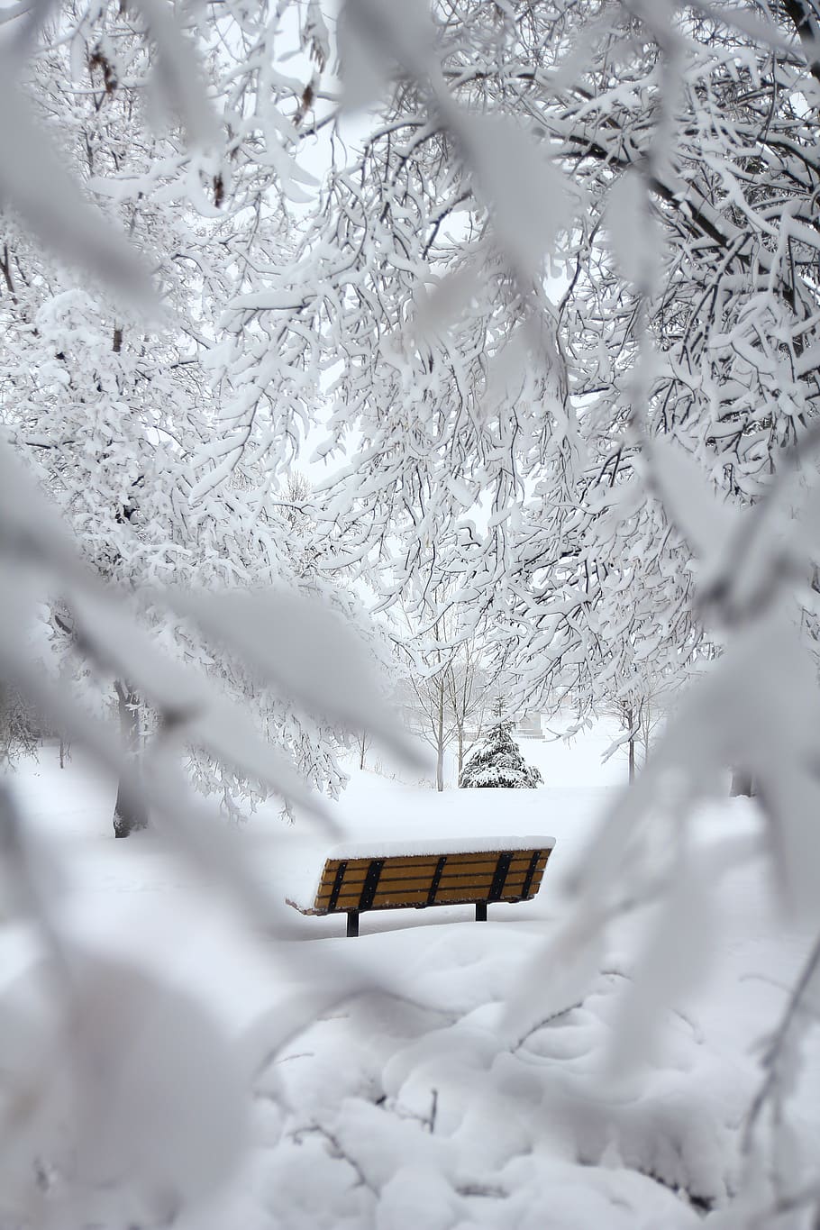 Brown Outdoor Bench With Snow on Top, cold, daytime, forest, zing, HD wallpaper
