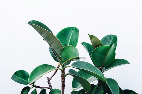 green leafed plant, greenery, minimal, minimalistic, twig, white HD wallpaper