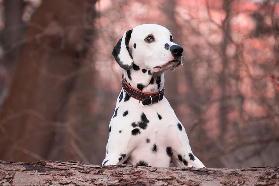 dog, animal, dalmatians, spotted, log, autumn, necklace, one animal, HD wallpaper