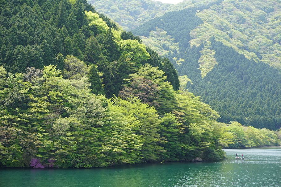 outdoors, plant, tree, nature, water, abies, fir, vegetation HD wallpaper
