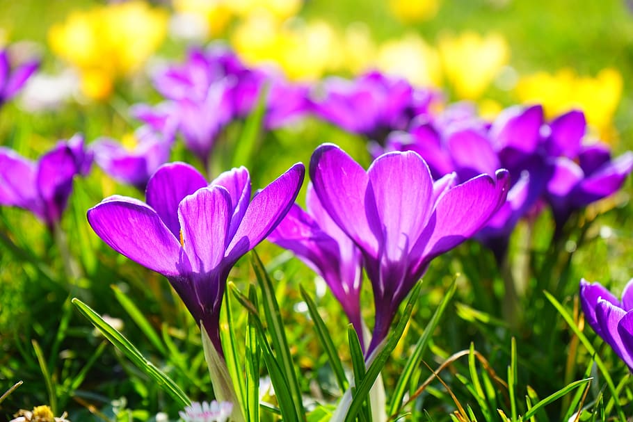 Purple Multi Petaled Flower, bloom, blossom, crocus, flowers HD wallpaper