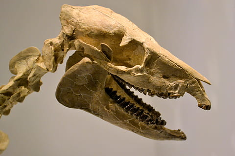 skeleton, dinosaur, museum, artifact, fossil, prehistoric, jurassic HD wallpaper
