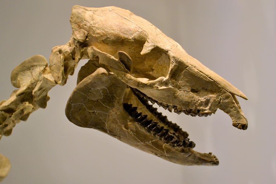 skeleton, dinosaur, museum, artifact, fossil, prehistoric, jurassic HD wallpaper