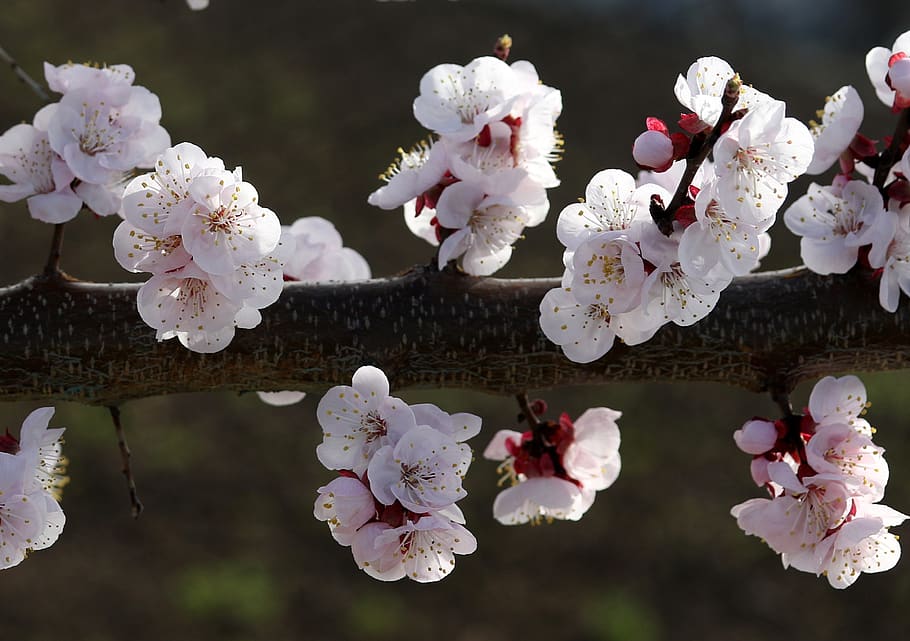 flowers, white, spring, casey, tree, nature, supplies, nice HD wallpaper