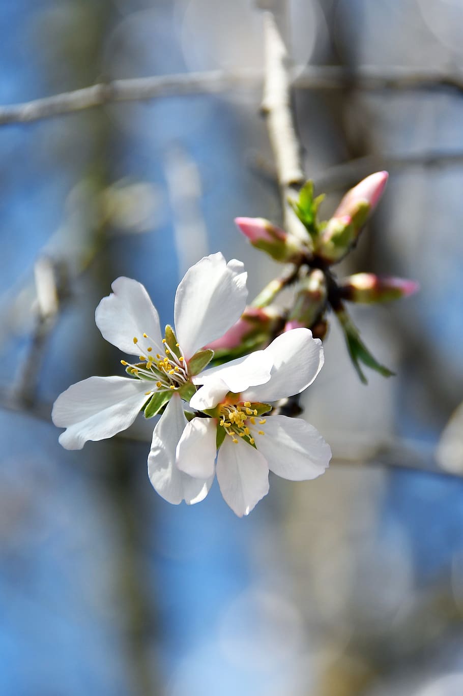 spring, apple flower, bloom, white flower, branch, blooms at HD wallpaper