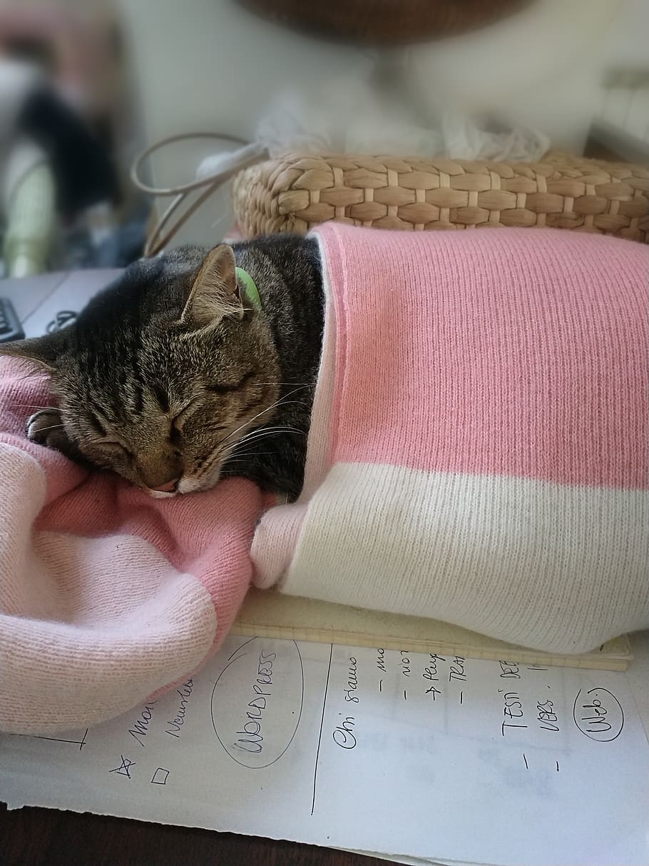 cat, sleep, sleeping, scarf, peaceful, animal, fluffy, domestic HD wallpaper
