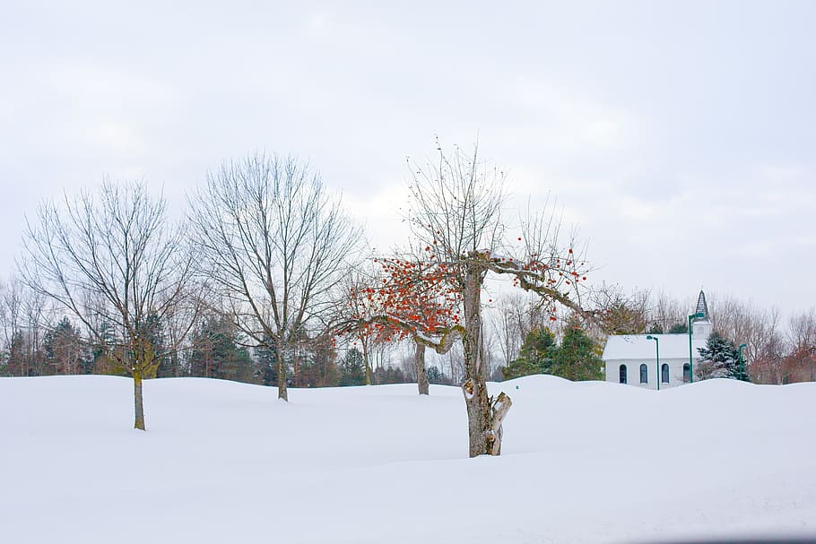 apple, tree, nature, ice, snow, winter, frozen, construction, HD wallpaper