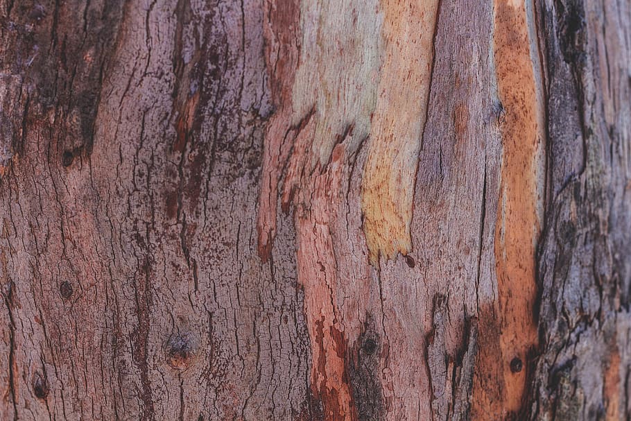 wood, texture, trees, forest, full frame, textured, backgrounds HD wallpaper
