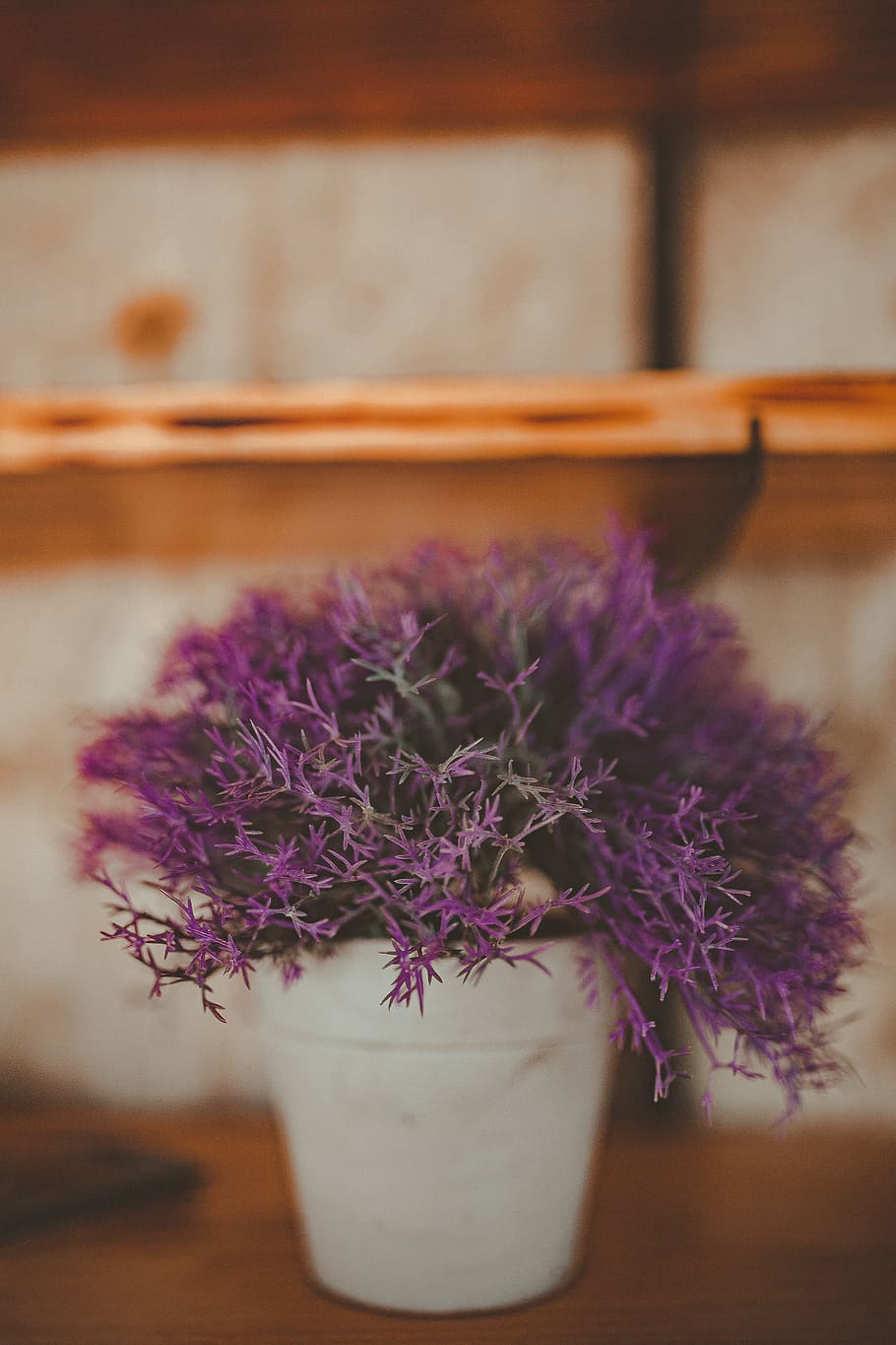 Purple Petaled Flowers, blooming, blur, blurred background, bright HD wallpaper