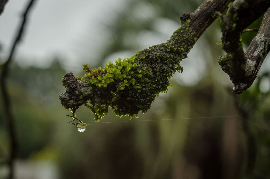 moss, moisture, drop, plant, growth, focus on foreground, close-up HD wallpaper