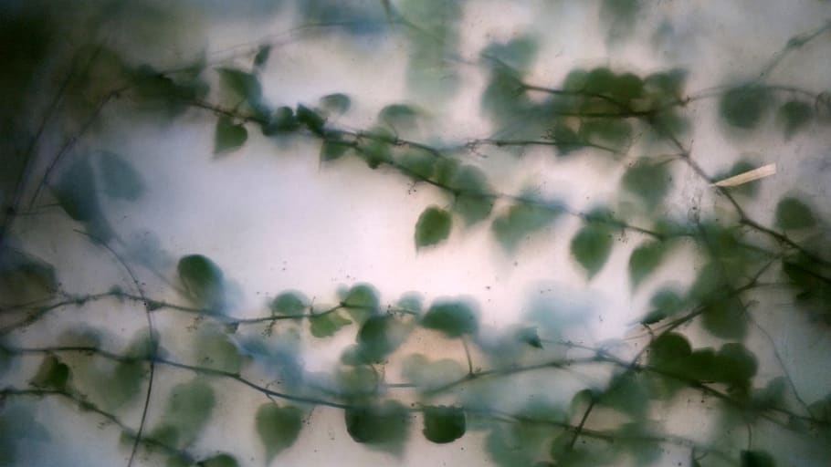 green leaf vines with smoke, tree, plant, flora, ivy, mist, creepy HD wallpaper