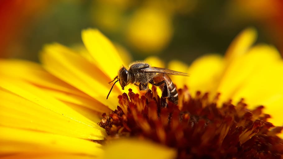 nature, insect, flower, pollen, bee, pollination, flora, honey HD wallpaper