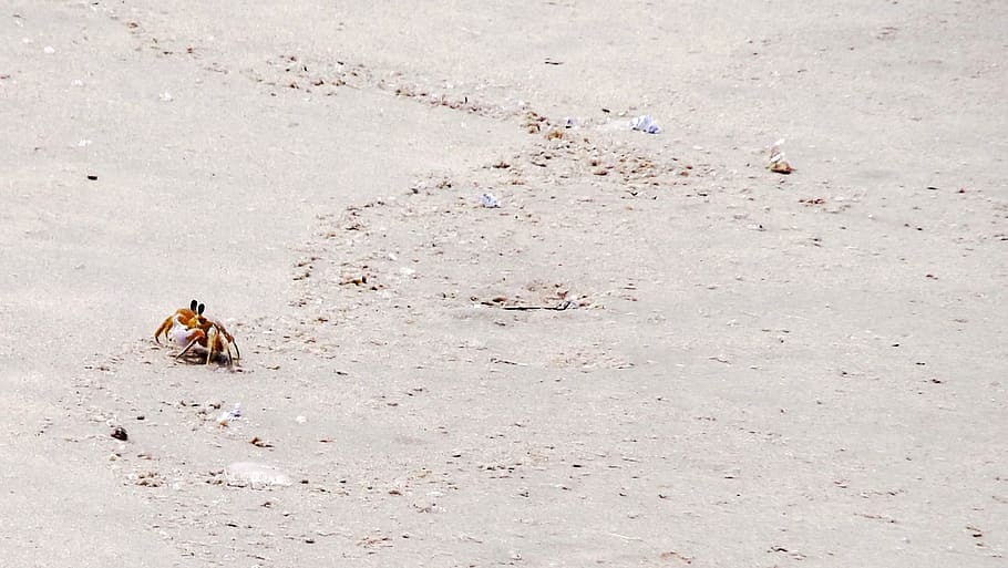 crab, sand, day, land, one animal, nature, no people, animal wildlife HD wallpaper