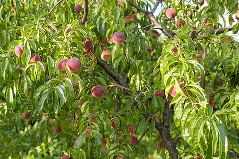 peaches, fruit, stone fruit, vitamins, healthy, sweet, sugar HD wallpaper