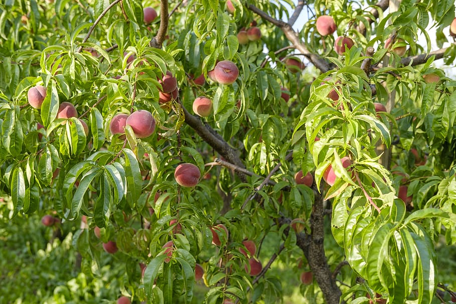peaches, fruit, stone fruit, vitamins, healthy, sweet, sugar HD wallpaper