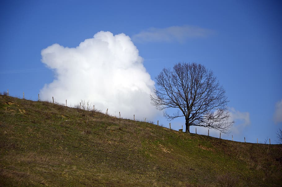 tree, deciduous tree, kahl, cloud, cloud of bunch of, sky, slope HD wallpaper