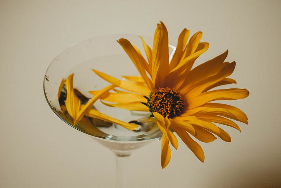 Yellow Petaled Flower on Clear Champagne Glass, bloom, botanical HD wallpaper