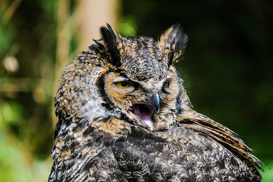 owl, nature, portrait, animal, animal themes, animals in the wild HD wallpaper