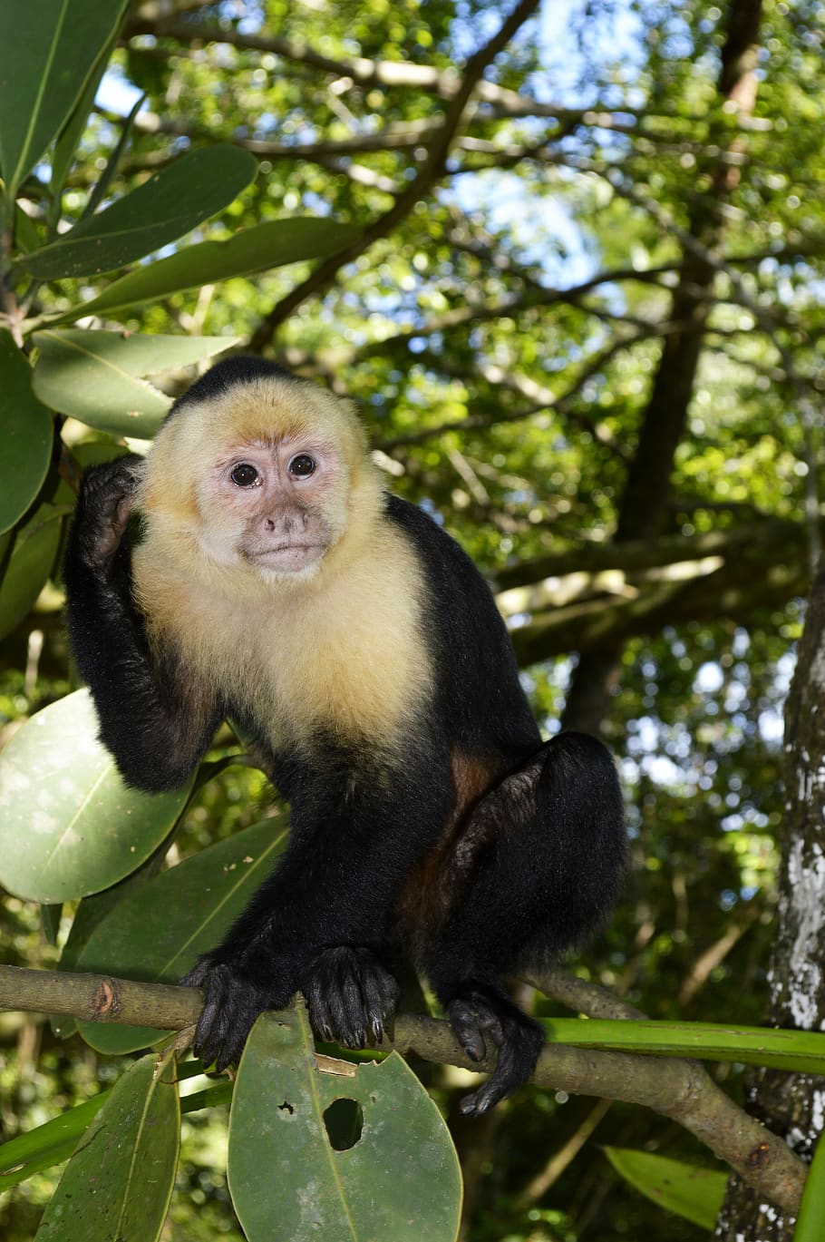mono, monkey, animal, primate, natural, habitat, species, chimpanzee HD wallpaper