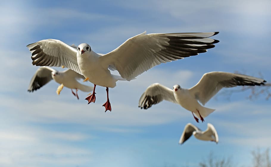 White and Grey Flying Bird, animals, gulls, seagulls, sky, animal themes HD wallpaper