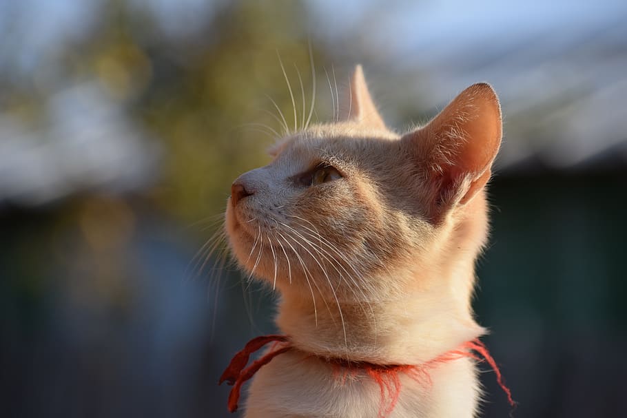 orange tabby cat looking at the side, mammal, animal, pet, abyssinian HD wallpaper