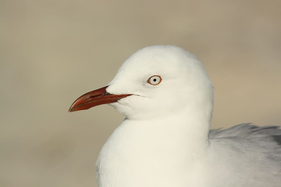 seagull, bird, head, beak, eye, red, feathers, wildlife, nature HD wallpaper