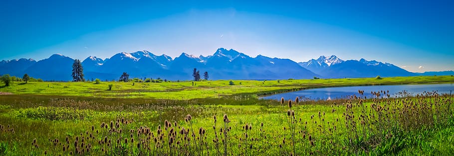 green grass field, grassland, outdoors, united states, ronan HD wallpaper
