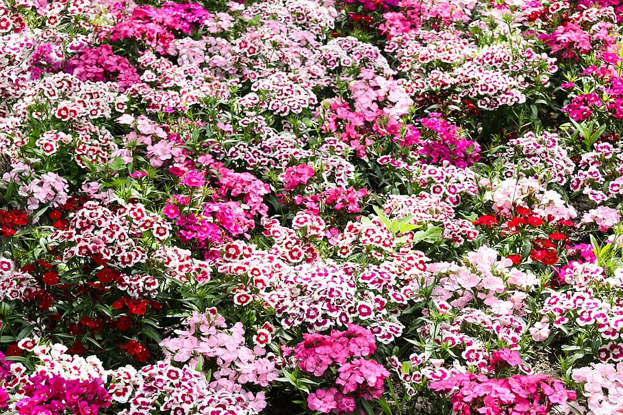 spring, fresh, flower, nature, fragrance, garden, blooming HD wallpaper