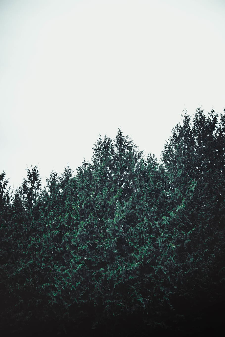 trees, green, forest, nature, dafk, light, wallpaper, plant HD wallpaper