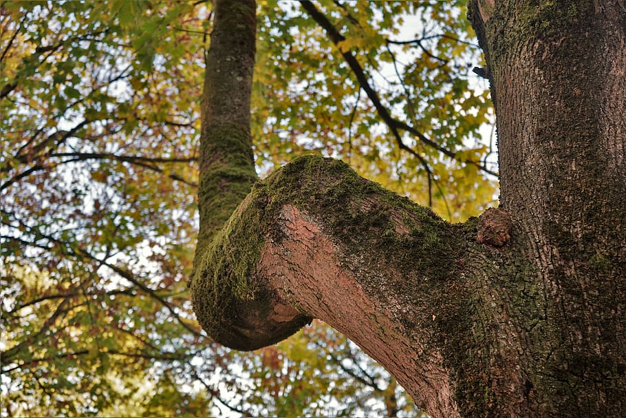 tree, case, nature, log, plant, trunk, tree trunk, low angle view HD wallpaper