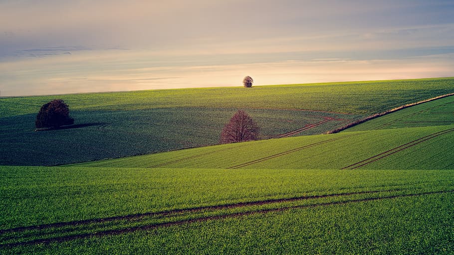 fields, tree, hill, landscape, nature, sky, clouds, rural, meadow HD wallpaper